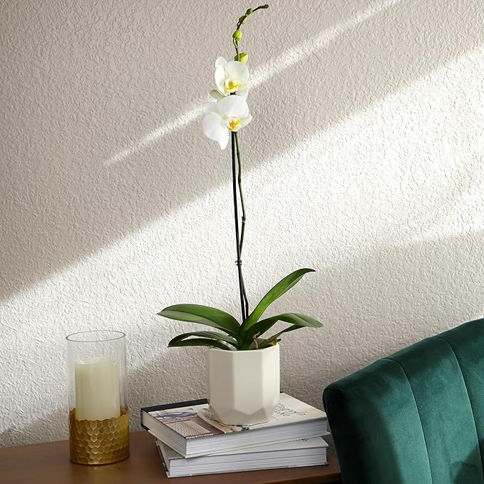 White Phalaenopsis Live Orchid Plant & White Orchid Pot, 20-24" Live Plant Gift, Fresh Orchids Plants Live House Plants, Live Plants Indoor Plants Live Houseplants Plant Lover Gift by Plants for Pets