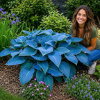 Blue Halcyon Hosta Live Starter Plant | Hardy Shade Loving Perennial | Blue Green Foliage Hosta for Garden Beds, Borders & Containers (3 Plants)