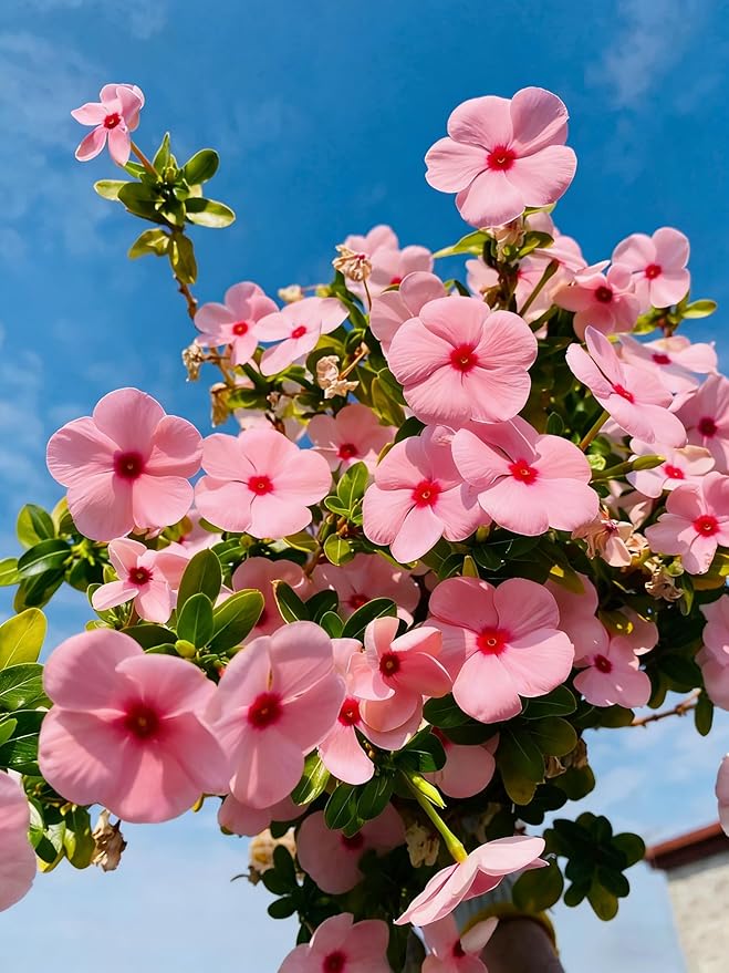 Madagascar Periwinkle Seeds for Planting, 50pcs Perennial Periwinkle Flower Seeds, Non-GMO Heirloom Rare Beauty Home Garden Blooming Flowers Plants for Outdoors Indoors