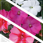 Live Flowering Sunpatiens - Grower's Choice Assorted Colors (3 Plants Per Pack), Beautiful Annual Summer Color, 10" Tall by 6" Wide in 1 Quart Pot