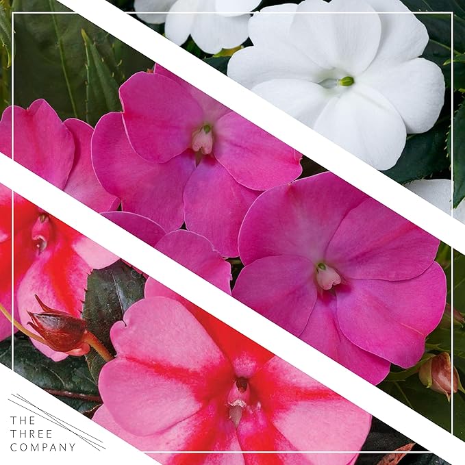 Live Flowering Sunpatiens - Grower's Choice Assorted Colors (3 Plants Per Pack), Beautiful Annual Summer Color, 10" Tall by 6" Wide in 1 Quart Pot