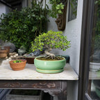 Succulent Planters - 8 Inch Ceramic Bonsai Pots with Drainage Hole and Plant Tray, Round Planter for Indoor Outdoor Plants, Shallow Planter Bowl, Room Decor, Housewarming Gifts, Light Green