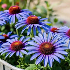 800 Mixed Coneflower Seeds - Echinacea Flower Perennial Chrysanthemum Bloom Flowers Rare Plant Flower Seed Coneflower Seeds