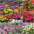 1200+ Mixed Color Echinacea Seeds - Perennial Multi-Color Coneflower, Non-GMO Heirloom for Gardens, Pollinators & Cut Flowers
