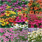 1200+ Mixed Color Echinacea Seeds - Perennial Multi-Color Coneflower, Non-GMO Heirloom for Gardens, Pollinators & Cut Flowers