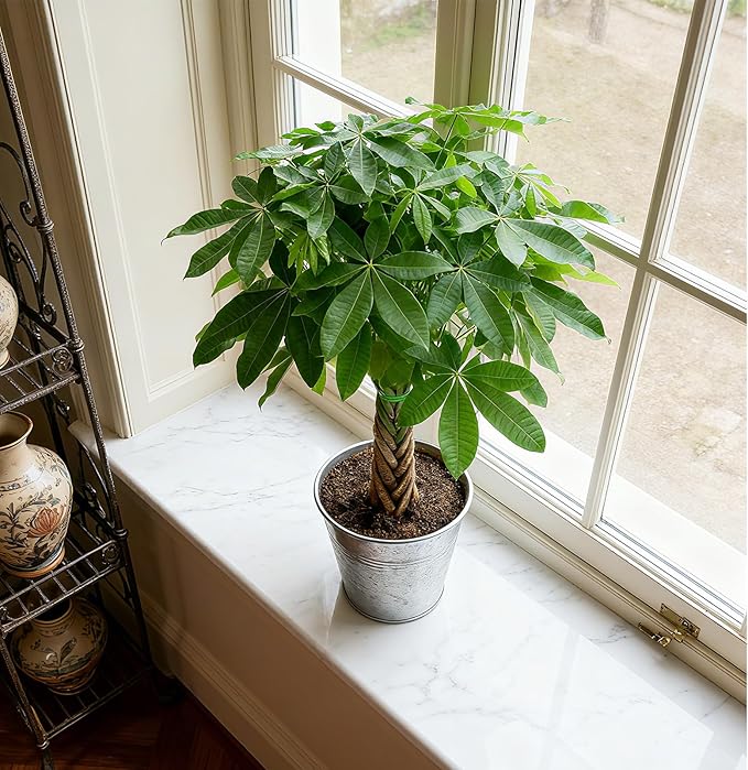 Sprout N Green 8-10" Money Tree with 5 Lucky Braid, Live Plant with Silver Metal Pot, Decoration for Indoor Home Office Tabletop Windowsill Side Table, Housewarming Christmas Gift