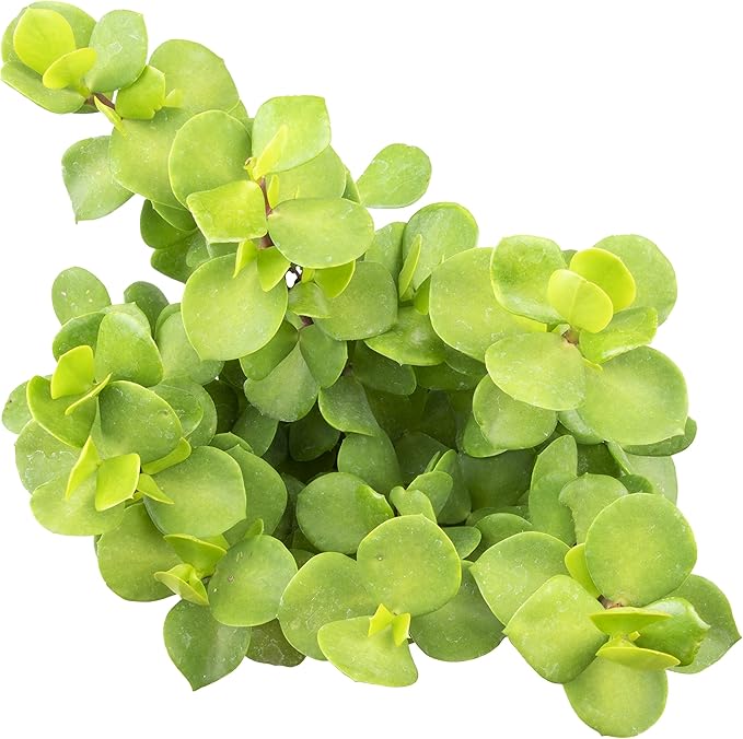 Succulents Plants Live Indoor Plants, Portulacaria Mammoth Live Houseplants, Live Succulents Live Plants Indoor Succulent Plants, Indoor Plant Real Succulents Plants House Plants by Plants for Pets