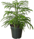 Norfolk 'Island Pine' | Live Plant for Indoor & Outdoor | House Plant Decor Size: 6" Pot