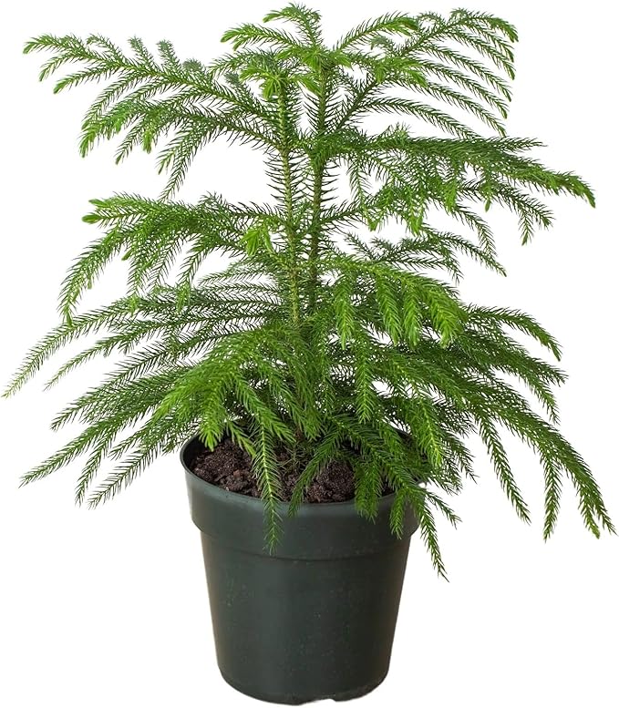 Norfolk 'Island Pine' | Live Plant for Indoor & Outdoor | House Plant Decor Size: 6" Pot