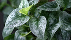 Silver Heart Pothos - 2 Inch Potted and Rooted - Great Indoor Plant - Air Purification - Easy Care