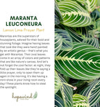 Live Plant, Lemon Lime Maranta Prayer Plant, Pet Friendly, Air Purifying, Easy Care, 12-16 inch Tall, Easy to Grow Rare Indoor Plant, Houseplant, 4 inch Pot by Hopewind Plants Shop