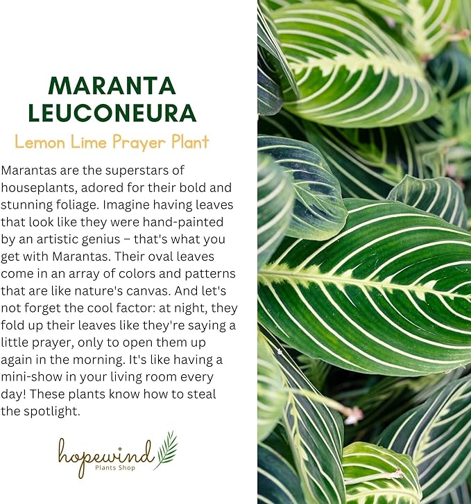 Live Plant, Lemon Lime Maranta Prayer Plant, Pet Friendly, Air Purifying Plant, Easy Care, Easy to Grow Live Indoor Plant, Houseplant, Rare Indoor Plant, Home Décor 4 inch White Pot