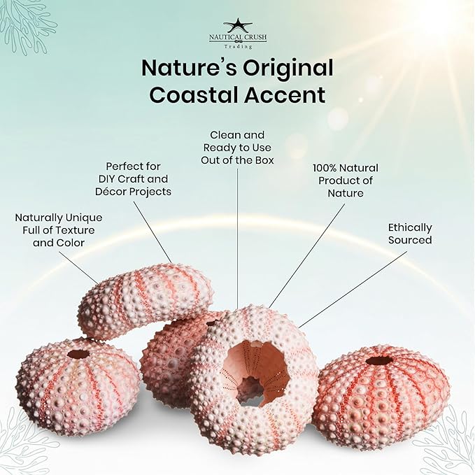 Nautical Crush Trading Sea Urchins Shells for Air Plants - 5 Pink (1-2") Sea Urchin Shells - Hanging Air Plant Holder - Air Plants Live Holders - No Plants Included