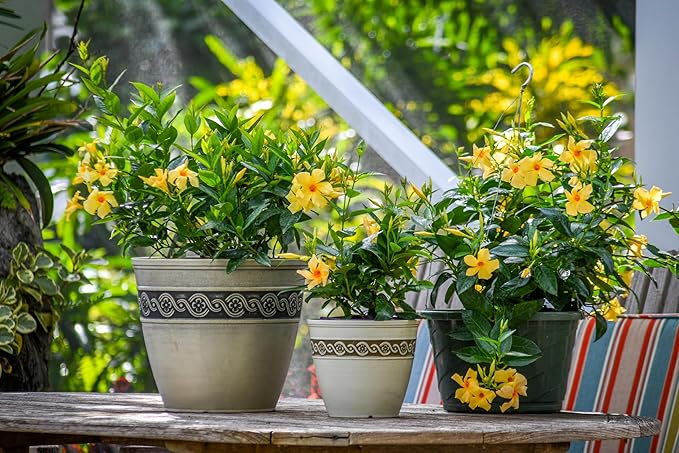 Tropical Plants of Florida Yellow Dipladenia Hanging Basket 12 Inch Live Flowering Plant, 14 Inch Wide by 18 Inch Tall, Bright Yellow Patio Porch Balcony Blooms