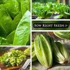 Sow Right Seeds - Giant Caesar Lettuce Seeds for Planting - Non-GMO Open Pollinated Heirloom Packet with Instructions to Grow Lettuce from Seed Indoors or Outdoors - Great Hydroponic Variety (1)