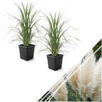 Live Ornamental Pampas Grass (Cortaderia selloana) - White (2 Pack) - Perennial Accent Plant - 10" Tall by 5" Wide in 1.5 Qt Pot