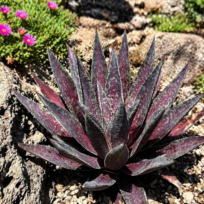 Mangave 'Blazing Saddles' (1.5" Plug) - Live Succulent Plant, Agave Like Rosette, Low Maintenance Indoor Outdoor Plant for Home Garden Decor, Beginner-Friendly Live Plants