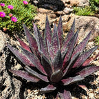 Mangave 'Blazing Saddles' (1.5" Plug) - Live Succulent Plant, Agave Like Rosette, Low Maintenance Indoor Outdoor Plant for Home Garden Decor, Beginner-Friendly Live Plants