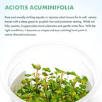 SubstrateSource Live Plant - Aciotis acuminifolia - Slow-Growing Midground Red Accent Plant for Aquascaping, Snail-Free in Vitro Aquarium Stem Plant - Tissue Culture
