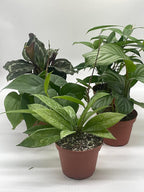 BubbleBlooms Premium Indoor Foliage Assortment, 5 Different Leafy House Plants in 4 inch pots