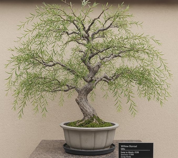 Dragon Claw Willow Bonsai Tree Cutting to Grow - Fast Growing, Indoor/Outdoor Bonsai Material - Curly Leafs and Branches