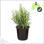 Live Aromatic and Edible Herb - Rosemary (4 Per Pack), Naturally Improves Breathing and Air Quality, 8" Tall by 3" Wide