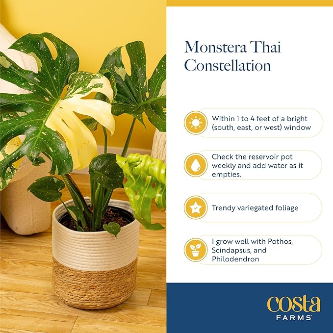 Costa Farms Live Plant, Thai Constellation Monstera House Plant, Decorative Plant Pot, Trending Tropicals Collection for Home and Room Decor, 2-3-Feet Tall