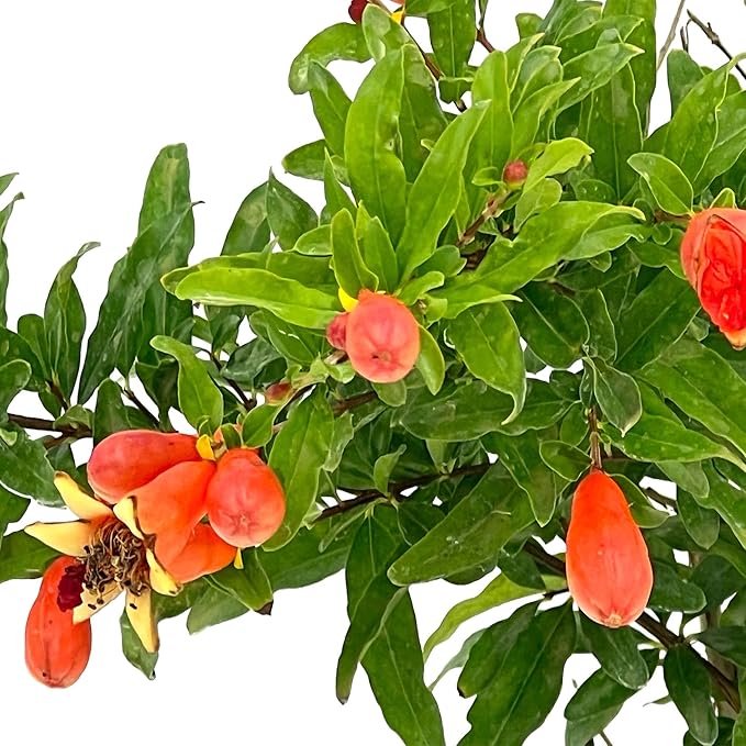 ragnaroc Live Fruit Trees – Punica Granatum Dwarf Pomegranate 9-12” Tall in 4” Pot - 1ct - Color When Flowering Red, Bonsai - Live Arrival Guaranteed - House Plants for Home Decor