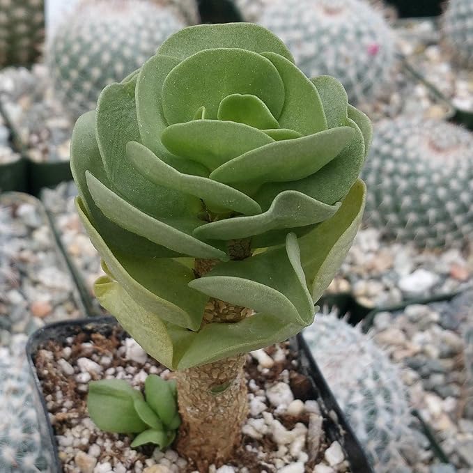 Planet Desert Portulaca molokiniensis Cacti Cactus Succulent Real Live Plant
