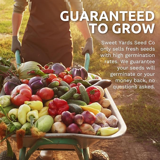 Organic Arugula Seeds - 2 Seed Packets! - Over 1,100 Open Pollinated Non-GMO USDA Organic Seeds