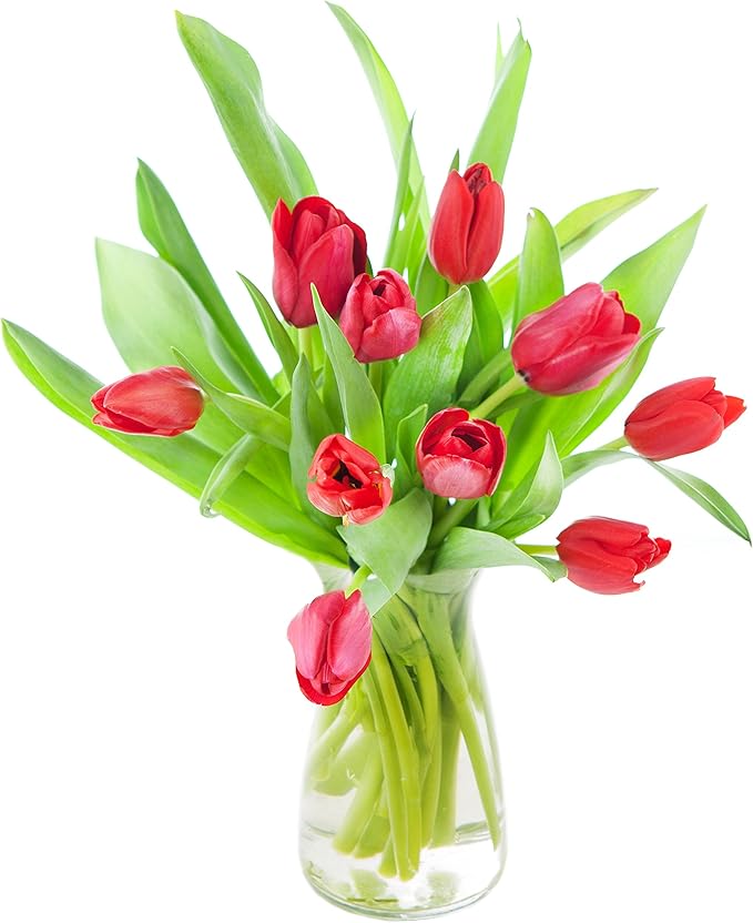 KaBloom - Bouquet of Fresh Red Tulips with Vase - Fresh Flowers for Birthday, Valentine's & Mother's Day