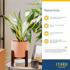 Costa Farms Snake Plant, Easy to Grow Live Plant in Cute Decor Pot, Grower's Choice Houseplant in Soil, Housewarming Gift, Room Decor, 1-2 Feet Tall