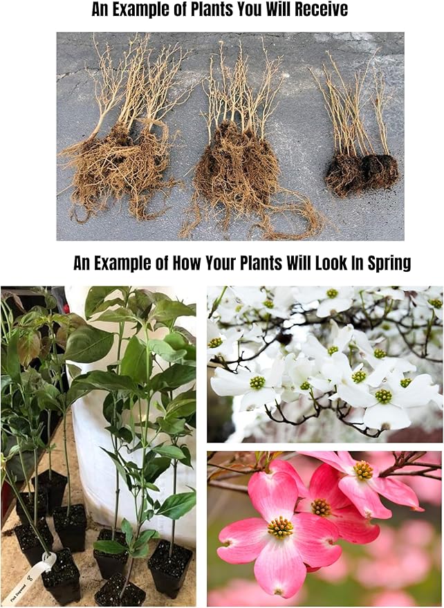 1 Year Old Pink Dogwood Trees Shrubs Bushes, Dormant, 2.5" Pot Dogwood Tree Live Plant for Planting Outside, Flowering Dogwood 6-12" in Tall