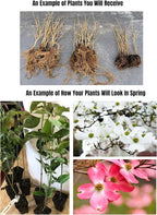 1 Year Old Pink Dogwood Trees Shrubs Bushes, Dormant, 2.5" Pot Dogwood Tree Live Plant for Planting Outside, Flowering Dogwood 6-12" in Tall