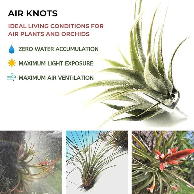 ArtAK Wall Planter Set of 5 Wall Air Plant Holder | Orchid Mount | Wall Mounted Plant Hook for Tree Air Knots G5