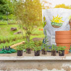 Live Citronella Geranium Plant Plugs (6-Pack), Pelargonium Citronella Scented Seedlings