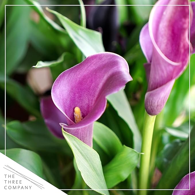 Live Flowering Calla Lily (2 Plants Per Pack) - Purple Bicolor, 3+ Blooms - Beautiful Spring Perennial - 12" Tall by 5" Wide in 1 Qt Pot