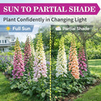 350,000+ Foxglove Seeds for Planting - Digitalis Purpurea Seeds, Tall Ornamental Flower Seeds for Outdoor Cottage and Pollinator Gardens