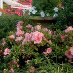 Encore Azalea 1 Gal. Autumn Sunburst Azalea Shrub
