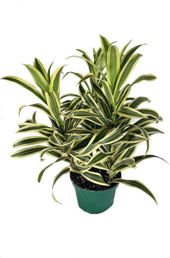 Song of India Plant - 5 Live Plants in 6 Inch Pots - Dracaena Reflexa - Beautiful Easy to Grow Air Purifying Indoor Plant