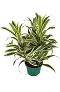 Song of India Plant - 3 Live Plants in 6 Inch Pots - Dracaena Reflexa - Beautiful Easy to Grow Air Purifying Indoor Plant
