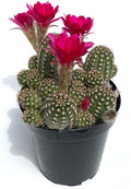 Rose Quartz Peanut Cactus Chamaelobivia Live Potted Cactus