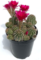 Rose Quartz Peanut Cactus Chamaelobivia Live Potted Cactus