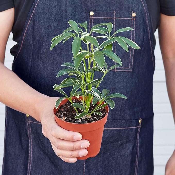 Schefflera Moonlight Live Plant for Indoor | Different Houseplants in 4'' & 6'' Pot | Real House Plant for Living Room, Office, Desk & Bathroom | Dwarf Umbrella Tree