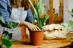 Smoke Camp Crafts 7 Live Plant Cuttings for Propagation, Queen of The Night Plant, Burro's Tail, Pencil Cactus, Spider, Snake, Mother of Thousands Green