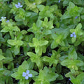 Chalily Lemon Bacopa, a Great Live Pond Plant for Your Water Garden. Filters koi and Goldfish Ponds. Good for Bogs, Plant Shelf or Shallow Water This marginal Aquatic is a Real Beauty