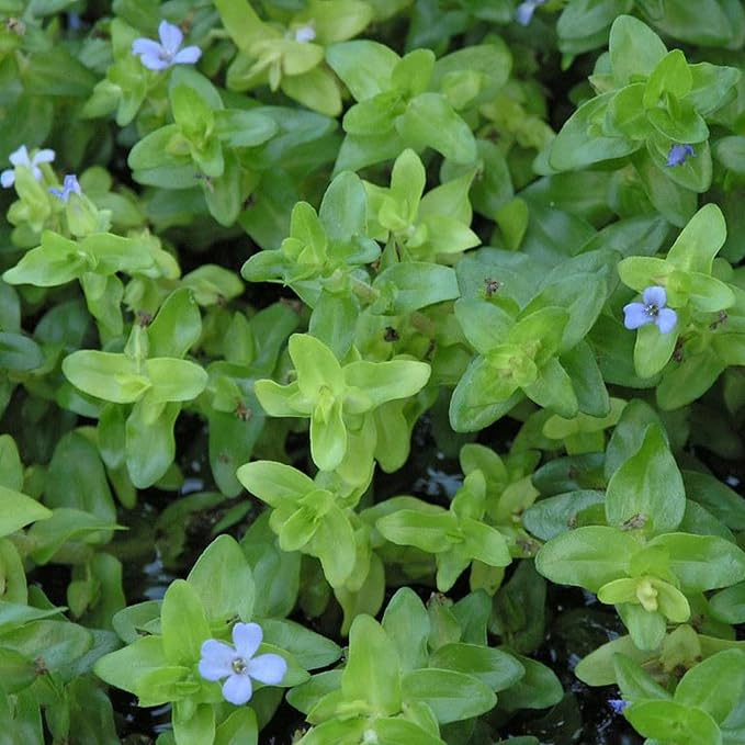 Chalily Lemon Bacopa, a Great Live Pond Plant for Your Water Garden. Filters koi and Goldfish Ponds. Good for Bogs, Plant Shelf or Shallow Water This marginal Aquatic is a Real Beauty