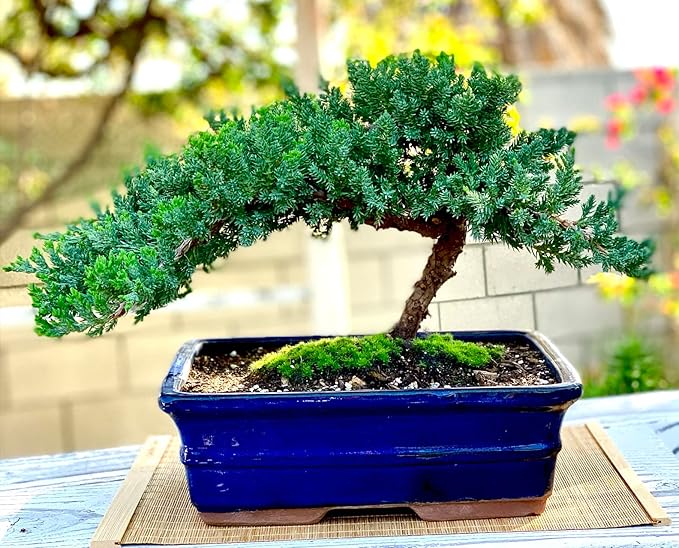 Live Dwarf Juniper Bonsai Tree | Indoor/Outdoor | 100% Handcrafted| Home and Office Décor | Best Gift for Holiday (XL)