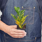 Croton 'Gold Dust' Live Plant for Indoor | Different Houseplants in 3'' Pot | Real House Plant for Living Room, Office, Desk & Bathroom | Codiadeum variegatum | Gold Dust
