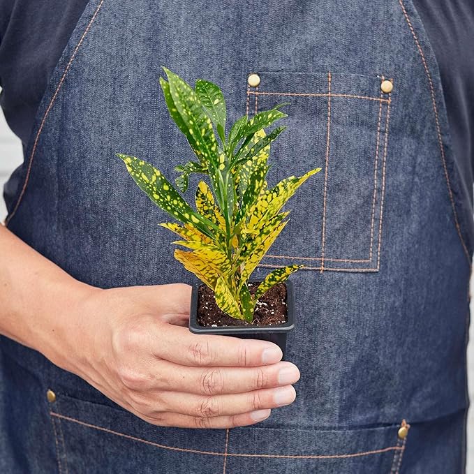 Croton 'Gold Dust' Live Plant for Indoor | Different Houseplants in 3'' Pot | Real House Plant for Living Room, Office, Desk & Bathroom | Codiadeum variegatum | Gold Dust